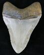 Megalodon Tooth - North Carolina #21703-2